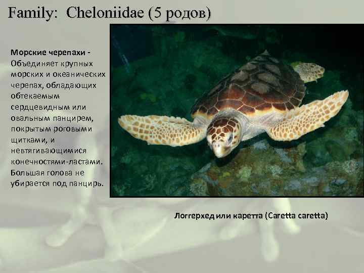  Family: Cheloniidae (5 родов) Морские черепахи - Объединяет крупных морских и океанических черепах,