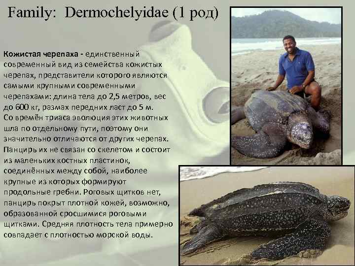  Family: Dermochelyidae (1 род) Кожистая черепаха - единственный современный вид из семейства кожистых