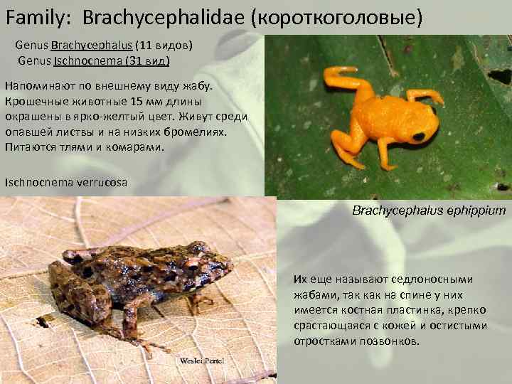 Family: Brachycephalidae (короткоголовые) Genus Brachycephalus (11 видов) Genus Ischnocnema (31 вид) Напоминают по внешнему