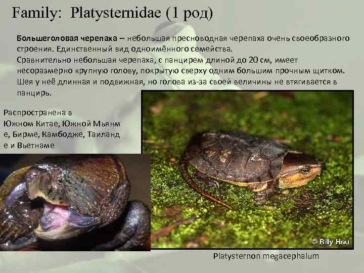  Family: Platysternidae (1 род) Большеголовая черепаха -- небольшая пресноводная черепаха очень своеобразного строения.