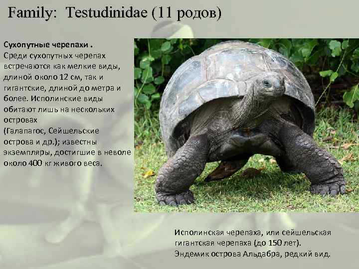  Family: Testudinidae (11 родов) Сухопутные черепахи. Среди сухопутных черепах встречаются как мелкие виды,