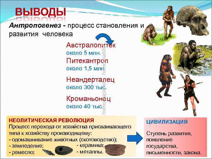 Антропогенез - процесс становления и развития человека homo habilis Австралопитек около 5 млн. Питекантроп