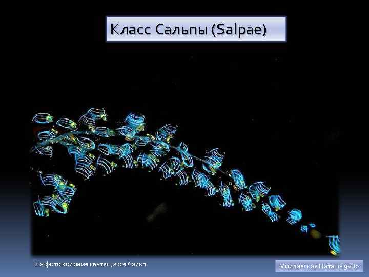 Класс Сальпы (Salpae) На фото колония светящихся Сальп Молдавская Наташа 9 «В» 