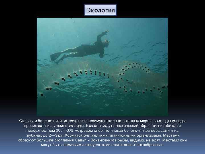 Экология Сальпы и боченочники встречаются преимущественно в теплых морях; в холодные воды проникают лишь