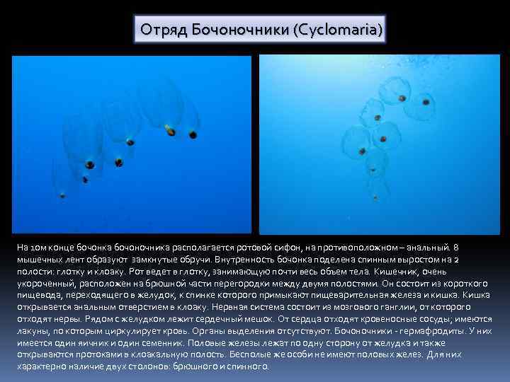 Отряд Бочоночники (Cyclomaria) На 1 ом конце бочонка бочоночника располагается ротовой сифон, на противоположном