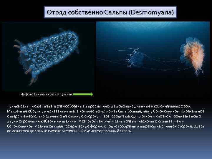 Отряд собственно Сальпы (Desmomyaria) На фото Сальпа в «сетях» Цианеи Туника сальп может давать