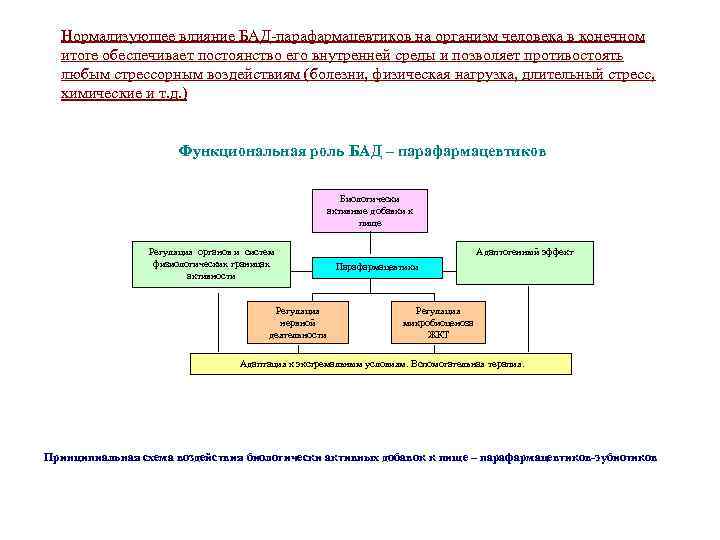 Нормализующее влияние БАД-парафармацевтиков на организм человека в конечном итоге обеспечивает постоянство его внутренней среды