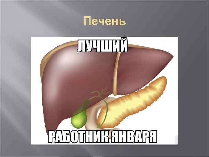 Печень 