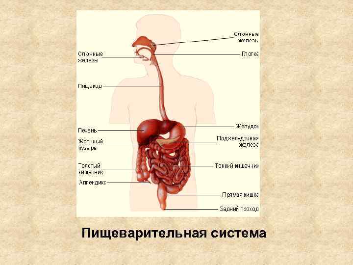 Пищеварительная система 