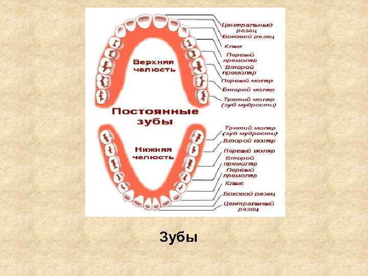 Зубы 