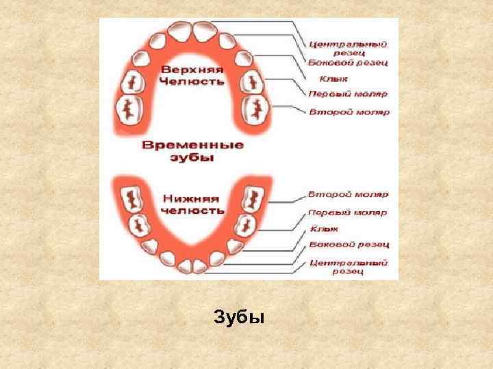 Зубы 