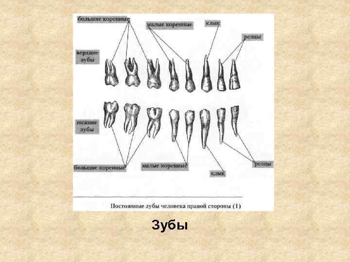 Зубы 