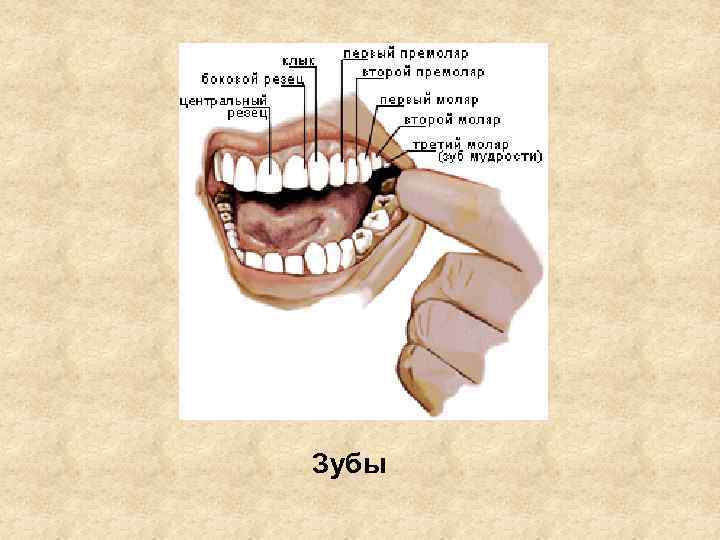 Зубы 