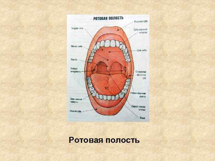Ротовая полость 