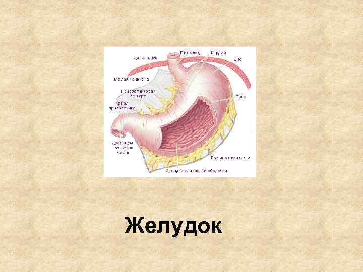 Желудок 