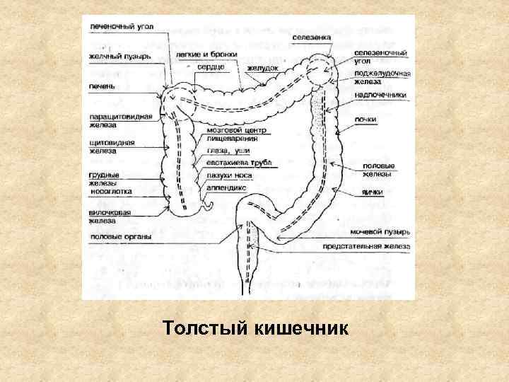 Толстый кишечник 