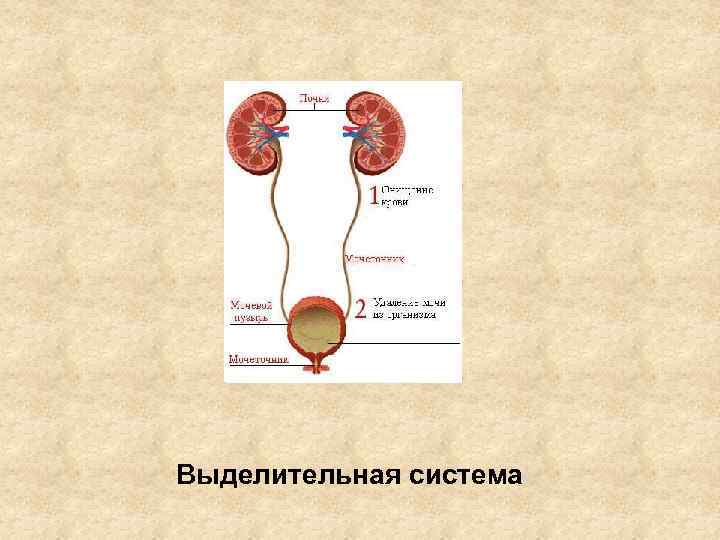 Выделительная система 