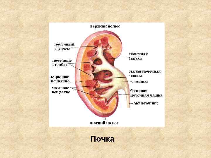 Почка 