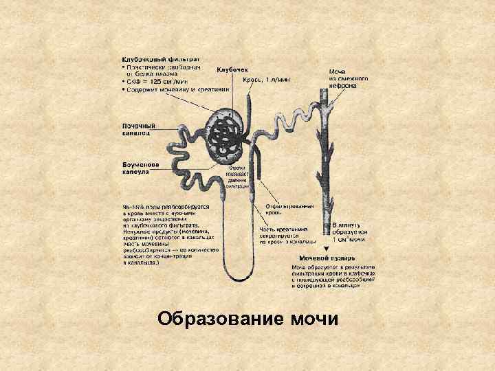 Образование мочи 