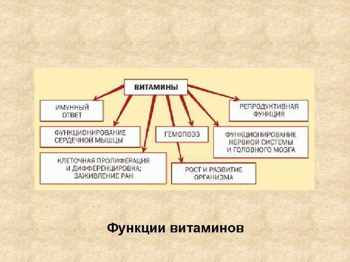 Функции витаминов 