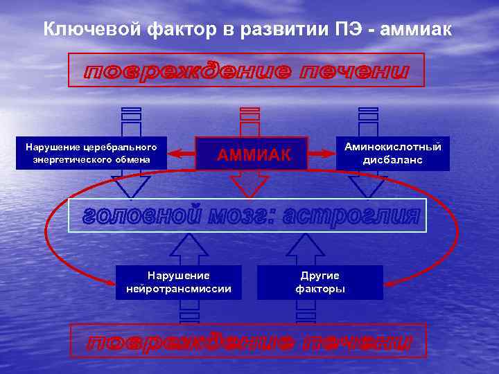 Ключевой фактор в развитии ПЭ - аммиак Нарушение церебрального энергетического обмена АММИАК Нарушение нейротрансмиссии