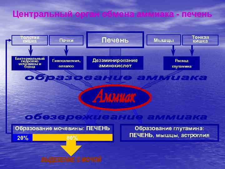 Центральный орган обмена аммиака - печень Толстая кишка Почки Печень Бактериальный гидролиз мочевины и