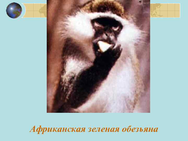 Африканская зеленая обезьяна 