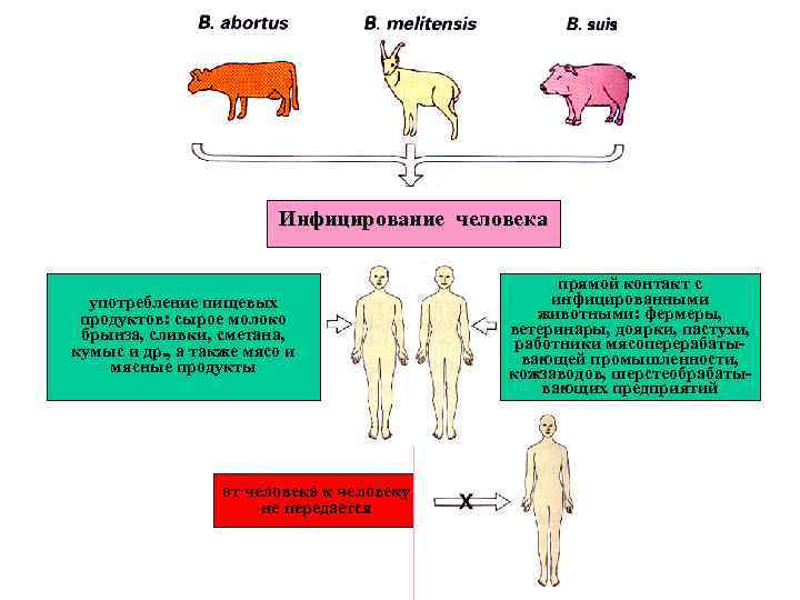 Инфицирование человека употребление пищевых продуктов: сырое молоко брынза, сливки, сметана, кумыс и др. ,