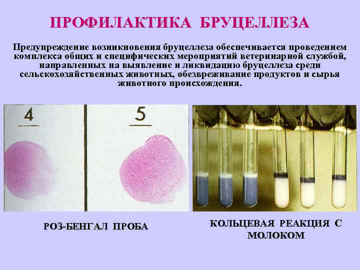 ПРОФИЛАКТИКА БРУЦЕЛЛЕЗА Предупреждение возникновения бруцеллеза обеспечивается проведением комплекса общих и специфических мероприятий ветеринарной службой,