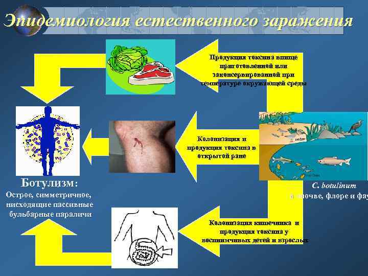 Эпидемиология естественного заражения Продукция токсина впище приготовленной или законсервированной при температуре окружающей среды Колонизация