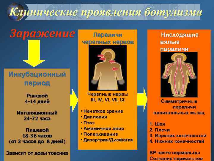 Клинические проявления ботулизма Заражение Параличи черепных нервов Нисходящие вялые параличи Инкубационный период Раневой 4