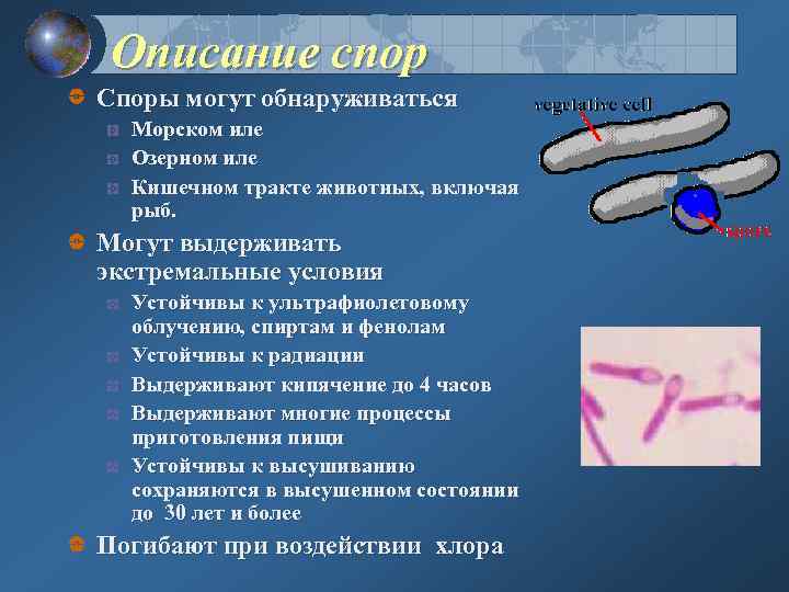 Описание спор Споры могут обнаруживаться Морском иле Озерном иле Кишечном тракте животных, включая рыб.