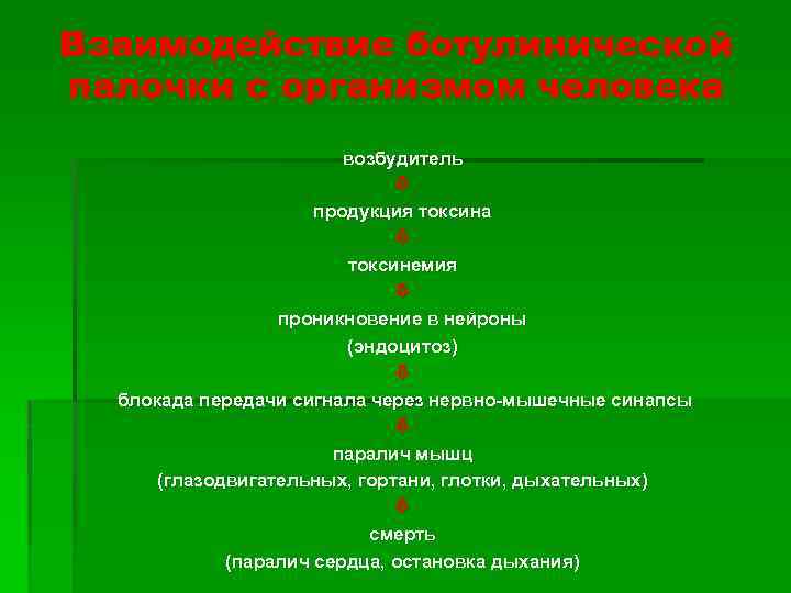 Взаимодействие ботулинической палочки с организмом человека возбудитель продукция токсина токсинемия проникновение в нейроны (эндоцитоз)