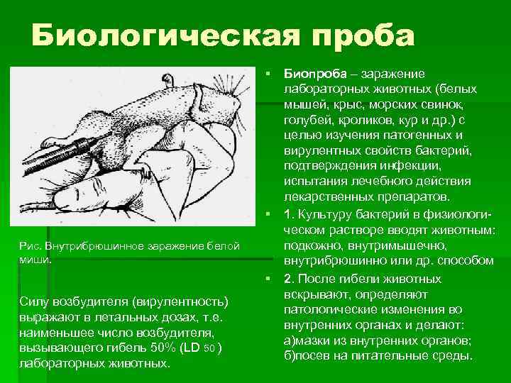 Биологическая проба Рис. Внутрибрюшинное заражение белой миши. Силу возбудителя (вирулентность) выражают в летальных дозах,