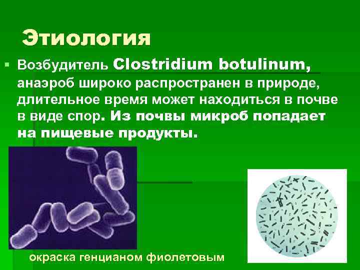 Этиология § Возбудитель Clostridium botulinum, анаэроб широко распространен в природе, длительное время может находиться