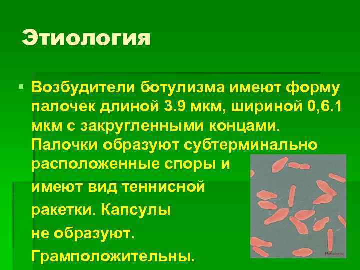 Этиология § Возбудители ботулизма имеют форму палочек длиной 3. 9 мкм, шириной 0, 6.