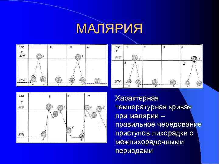 МАЛЯРИЯ Характерная температурная кривая при малярии – правильное чередование приступов лихорадки с межлихорадочными периодами