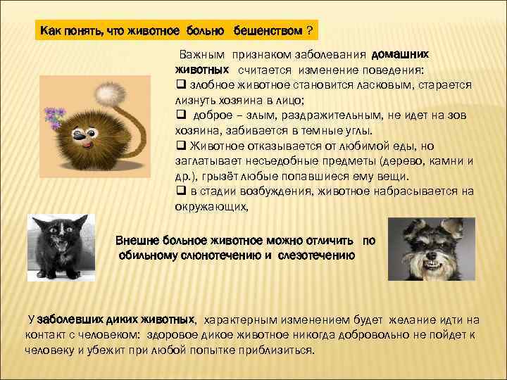 Как понять, что животное больно бешенством ? Важным признаком заболевания домашних животных считается изменение