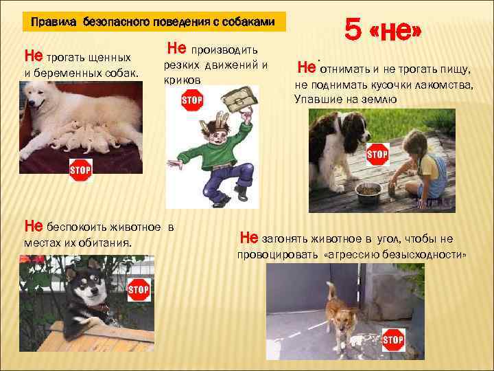 5 «не» Правила безопасного поведения с собаками Не трогать щенных и беременных собак. Не