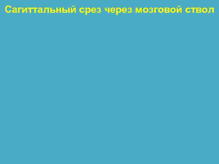 Сагиттальный срез через мозговой ствол 