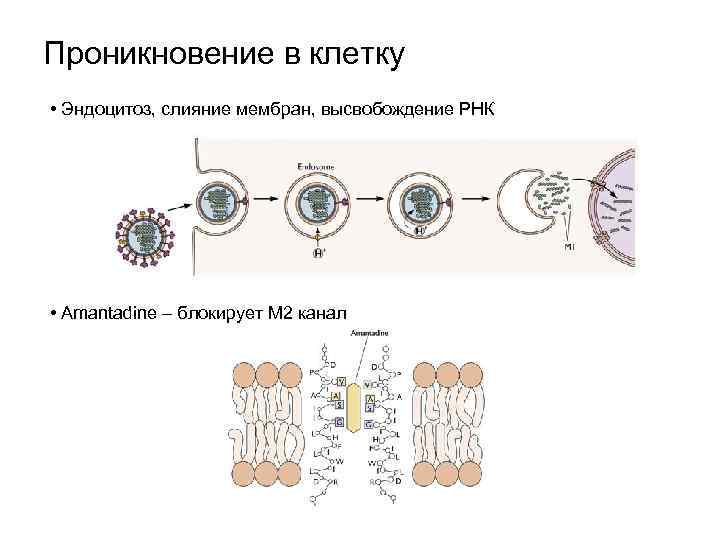 Проникновение в клетку • Эндоцитоз, слияние мембран, высвобождение РНК • Amantadine – блокирует M