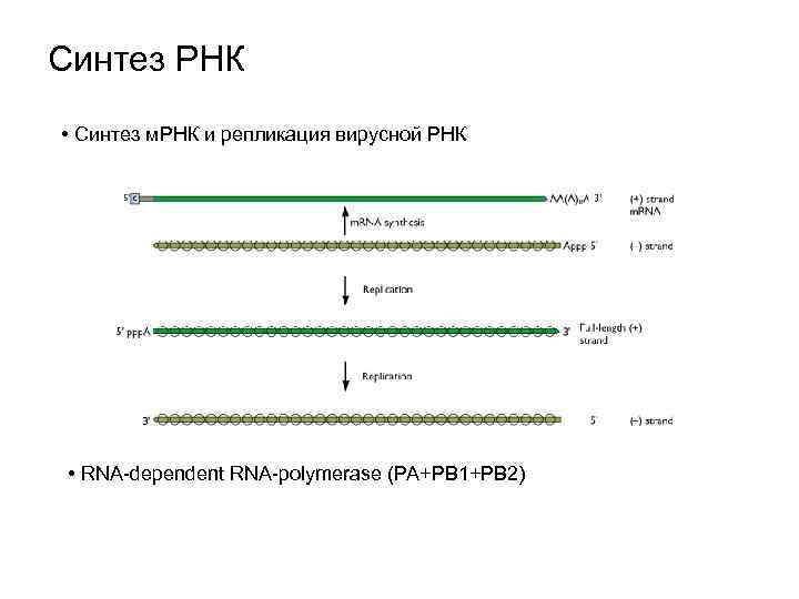 Синтез РНК • Синтез м. РНК и репликация вирусной РНК • RNA-dependent RNA-polymerase (PA+PB
