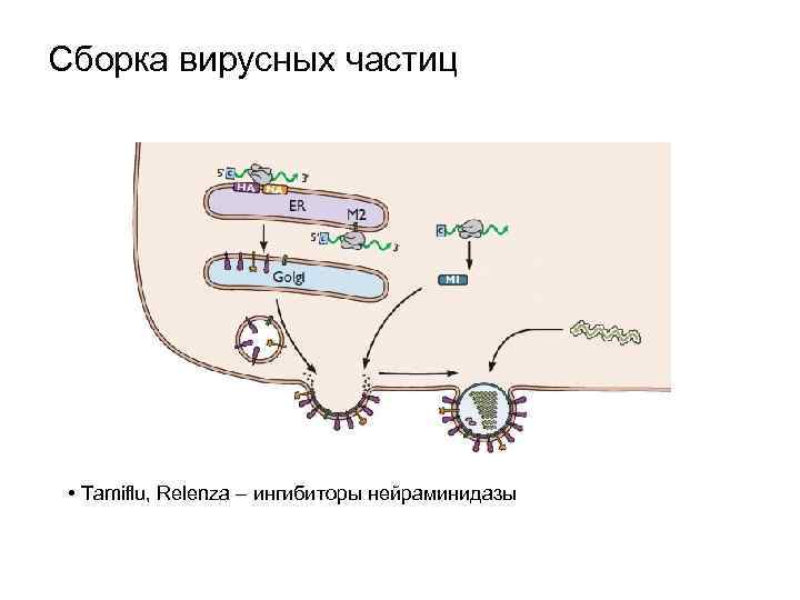 Сборка вирусных частиц • Tamiflu, Relenza – ингибиторы нейраминидазы 