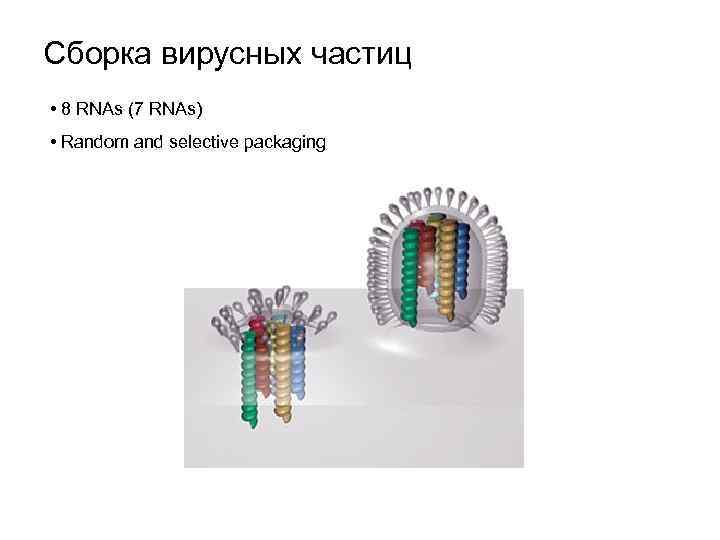 Сборка вирусных частиц • 8 RNAs (7 RNAs) • Random and selective packaging 
