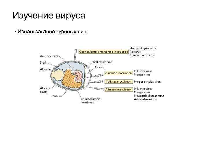 Изучение вируса • Использование куриных яиц 