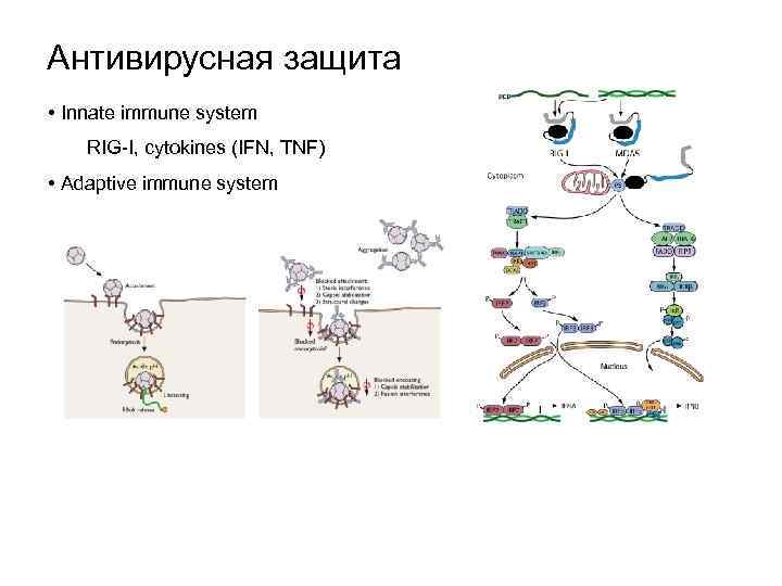Антивирусная защита • Innate immune system RIG-I, cytokines (IFN, TNF) • Adaptive immune system