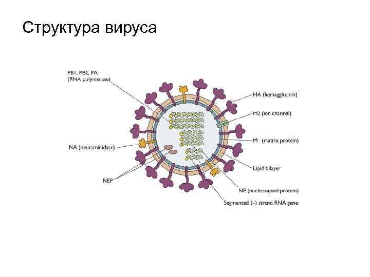 Структура вируса 