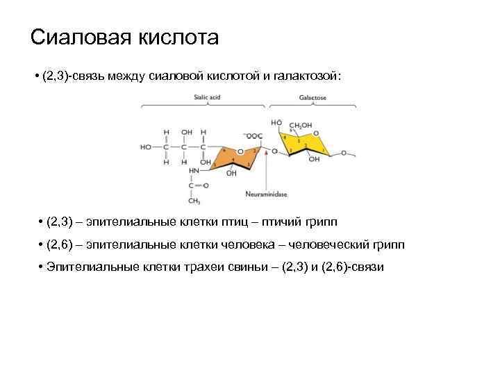 Сиаловая кислота • (2, 3)-связь между сиаловой кислотой и галактозой: • (2, 3) –