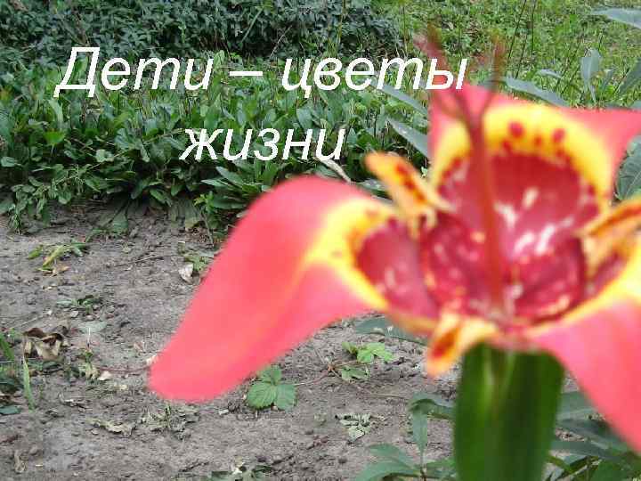 Дети – цветы жизни 