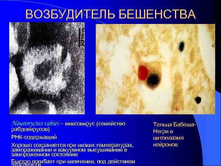 ВОЗБУДИТЕЛЬ БЕШЕНСТВА Neuroryctes rabiei – миксовирус (семейство рабдовирусов) РНК-содержащий Хорошо сохраняется при низких температурах,